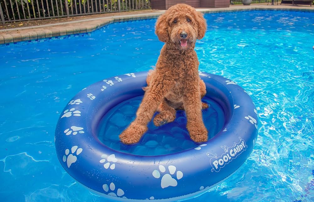 where to buy dog pool toys cheap? Find deals today