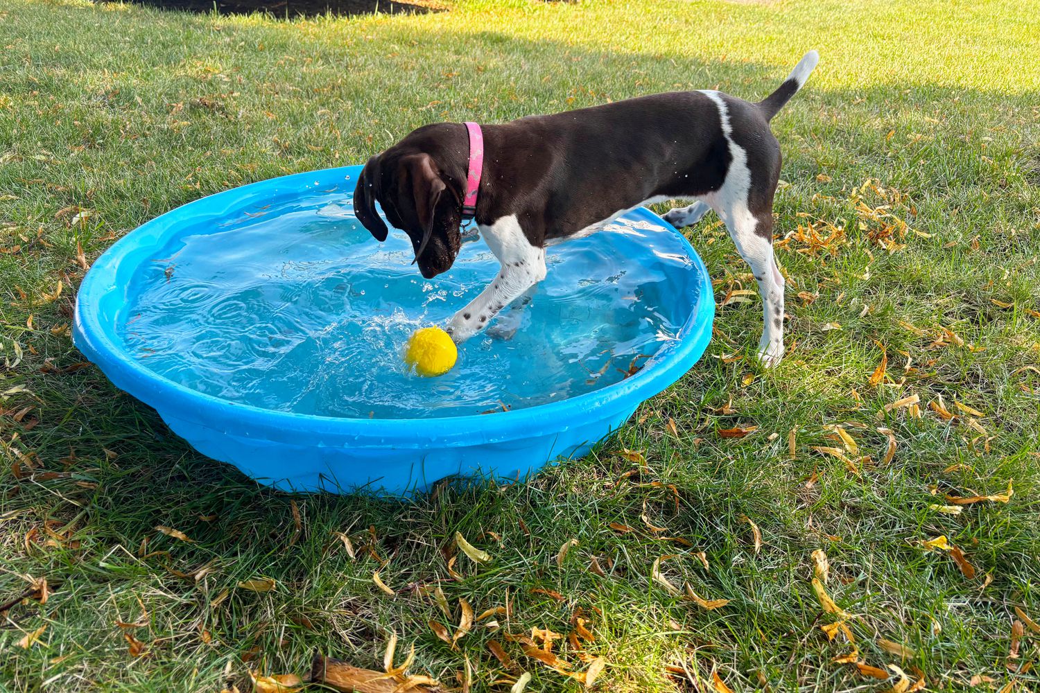 How to Choose Fun Pool Dog Toys Without Breaking the Bank