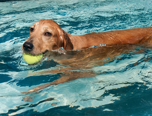 How to Choose Dog Swimming Pool Toys (Easy Buying Tips Inside)